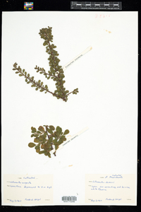 Image of Cotoneaster dammeri