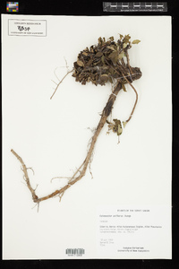 Image of Cotoneaster uniflorus