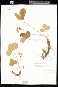 Fragaria virginiana image