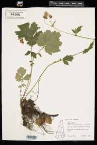 Geum rivale image