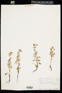 Potentilla argentea image