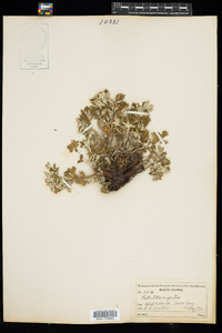 Potentilla argentea image