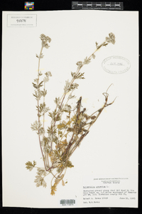 Potentilla argentea image