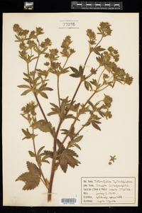 Potentilla norvegica image