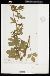 Potentilla norvegica image