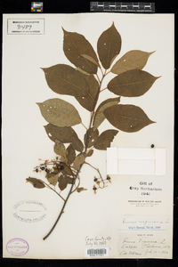 Prunus virginiana image