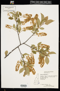 Prunus virginiana image