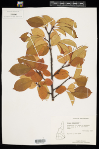 Prunus virginiana image