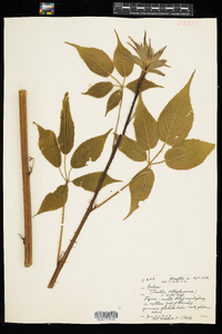 Rubus allegheniensis image