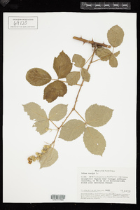 Image of Rubus caesius