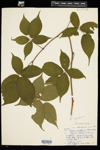 Rubus canadensis image