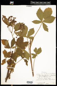 Rubus elegantulus × setosus image