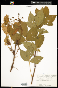 Rubus elegantulus × setosus image
