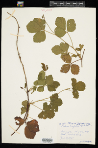 Rubus hispidus image