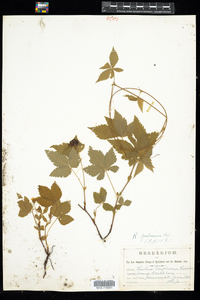 Rubus pubescens image