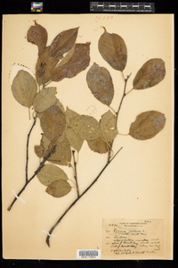 Prunus cerasus image