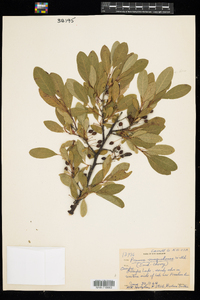 Prunus pumila image