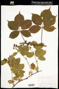 Rubus severus image