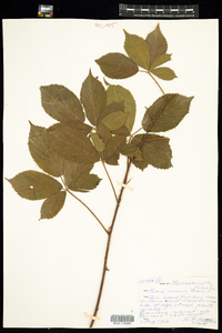 Rubus severus image