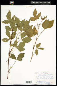 Rubus setosus image