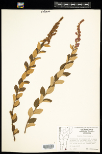 Spiraea tomentosa image