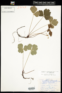 Waldsteinia fragarioides image