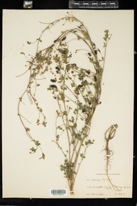 Medicago lupulina image