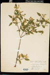 Philadelphus coronarius image