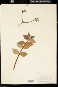 Philadelphus coronarius image