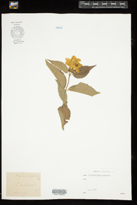 Philadelphus inodorus image