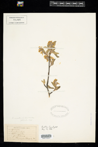 Amelanchier canadensis image