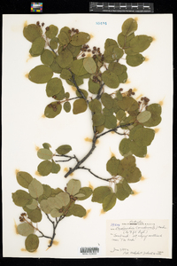 Amelanchier canadensis image