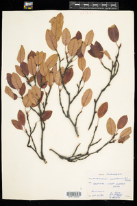 Amelanchier canadensis image