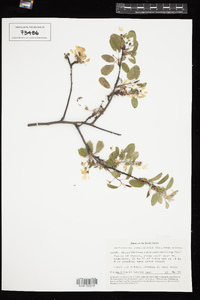 Amelanchier ovalis image