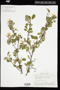 Amelanchier ovalis image