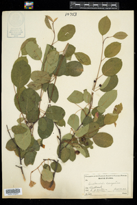 Amelanchier sanguinea image