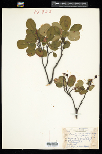 Amelanchier spicata image