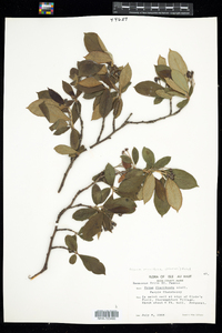 Photinia floribunda image