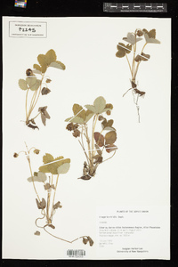 Fragaria viridis image