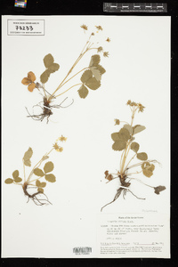 Fragaria viridis image