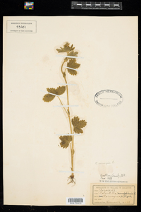 Potentilla norvegica image