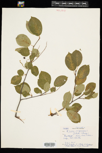 Prunus virginiana image