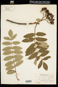 Sorbus decora image