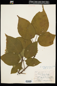 Rubus allegheniensis image