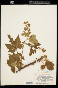 Rubus allegheniensis image