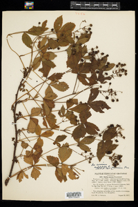 Image of Rubus adjacens