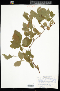 Rubus pensilvanicus image