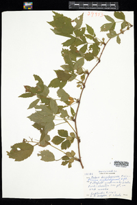 Rubus pensilvanicus image