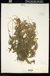 Lathyrus palustris var. pilosus image