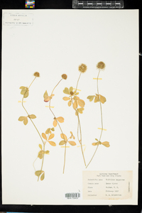 Image of Trifolium lappaceum